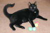 Blackie at Easter-small